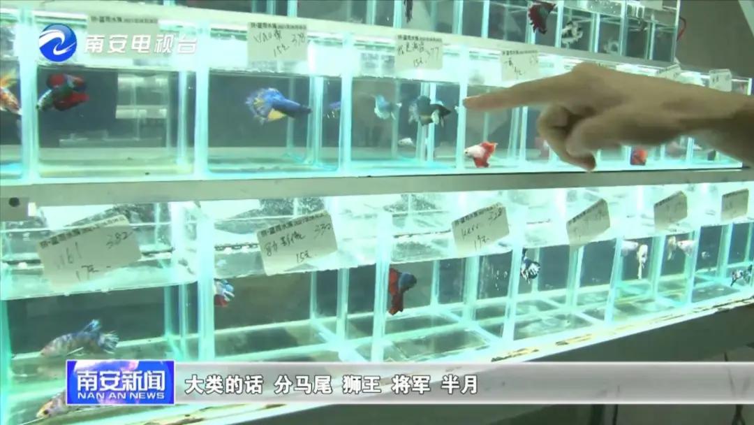 90后小伙的“斗鱼”梦:泰国斗鱼从南安“游”到全国各地!