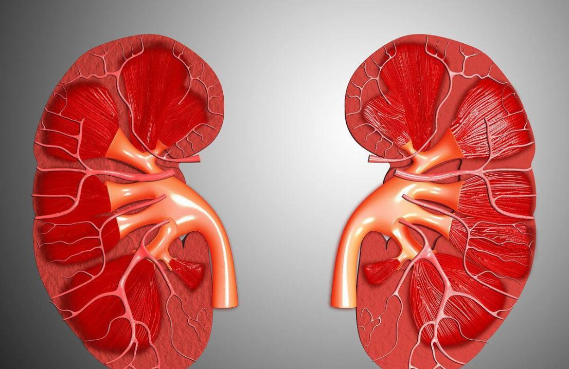 肾坏死是怎么得的,肾髓质坏死