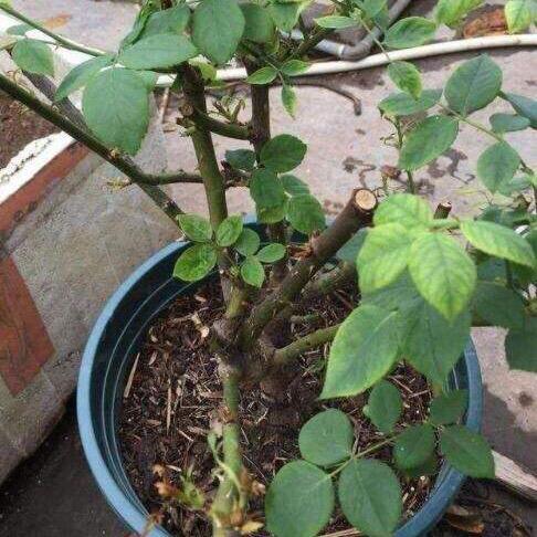 养花怎么能让叶子油绿,月季叶绿怎么养