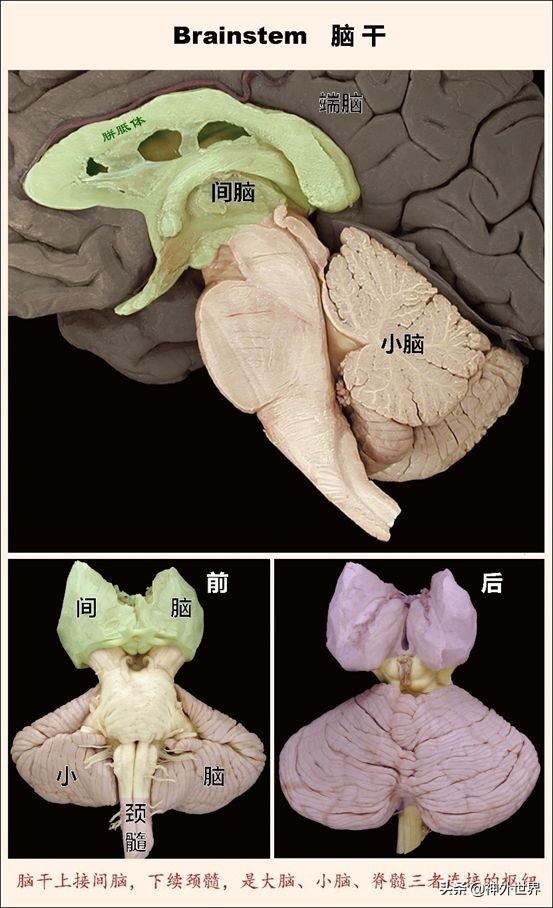 中脑和脑干的解剖,解剖神经系统脑干