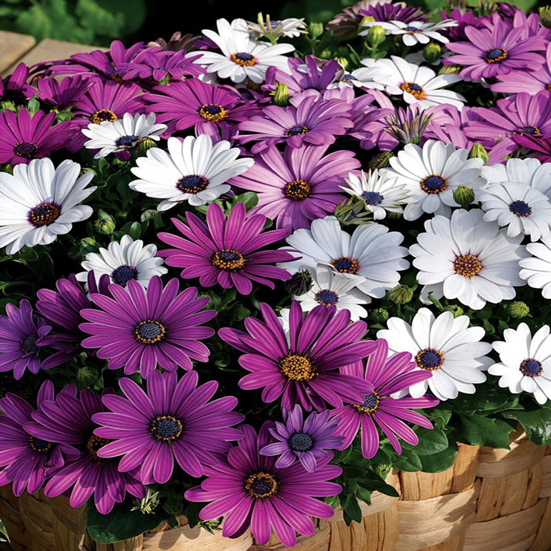 哪三种花不要轻易送人,家里有四种花不能送人