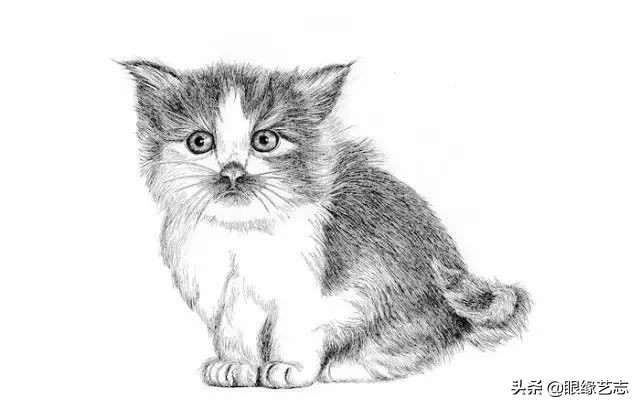 画小花猫简笔画彩色图片,画小花猫素描画