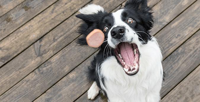 别什么都往狗狗的嘴巴里塞,即使是有狗字的热狗也不行,得看配料