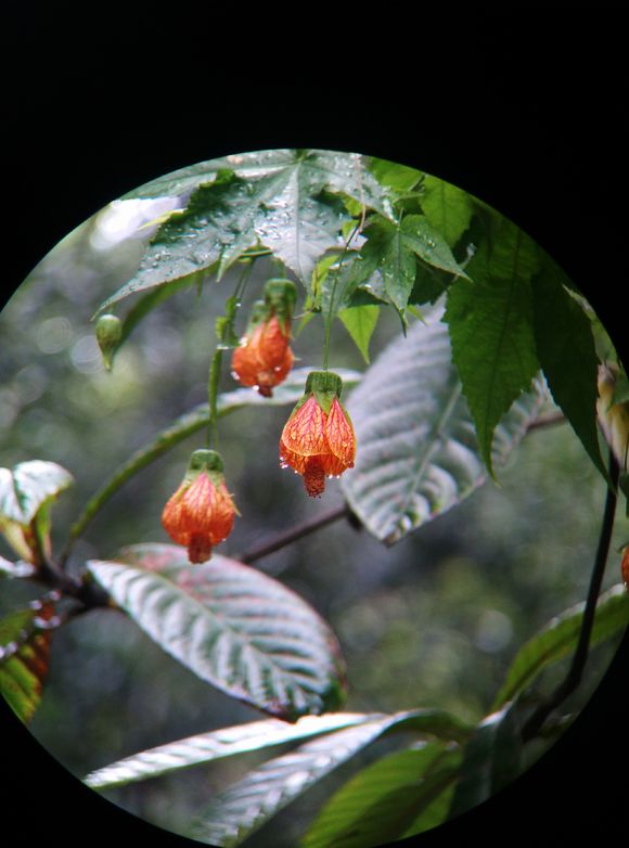 宾得1036望远镜怎么样,宾得ad1036wp好吗