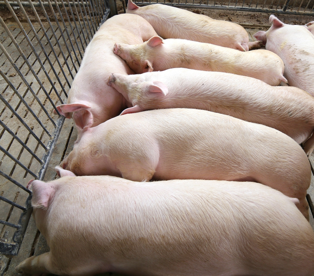 母猪不发情有什么土方法该怎么治疗？怎样才能养好母猪不生病？