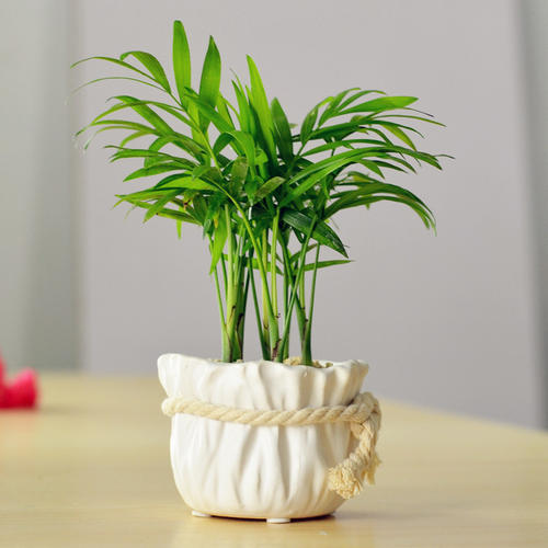 什么花一年四季好活还吸甲醛,吸收甲醛的好养活花草