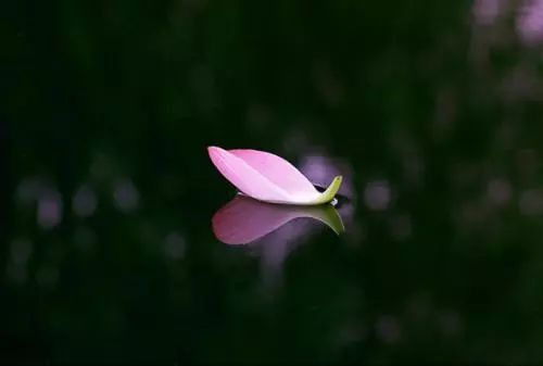 古诗词翻译成中文有多惊艳,古诗被翻译成英文