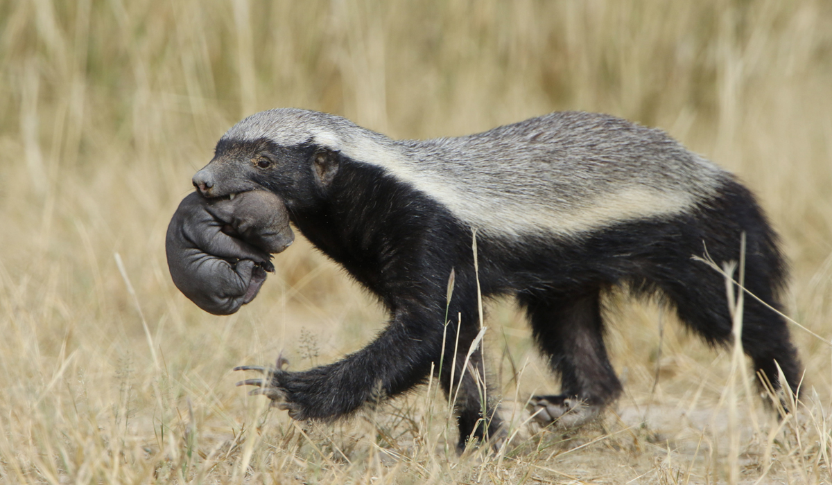 岛上有两万条蛇丢两只蜜獾会咋样,巴西蛇岛上放10只蜜獾会怎么样