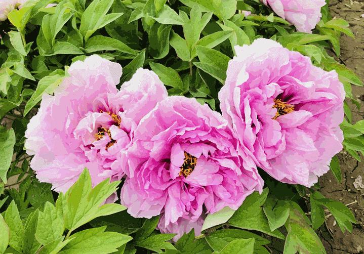 房山区长阳公园郁金香花,房山长阳公园郁金香花开了吗