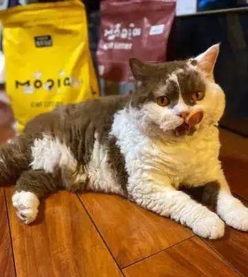 一只可爱又迷人的小猫咪,一只很大又很萌的小猫咪