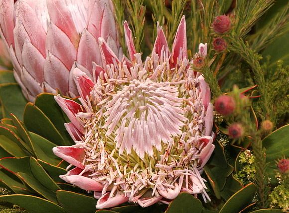 罕见的奇花异草 (160种奇花异草绝对有你没见过的)