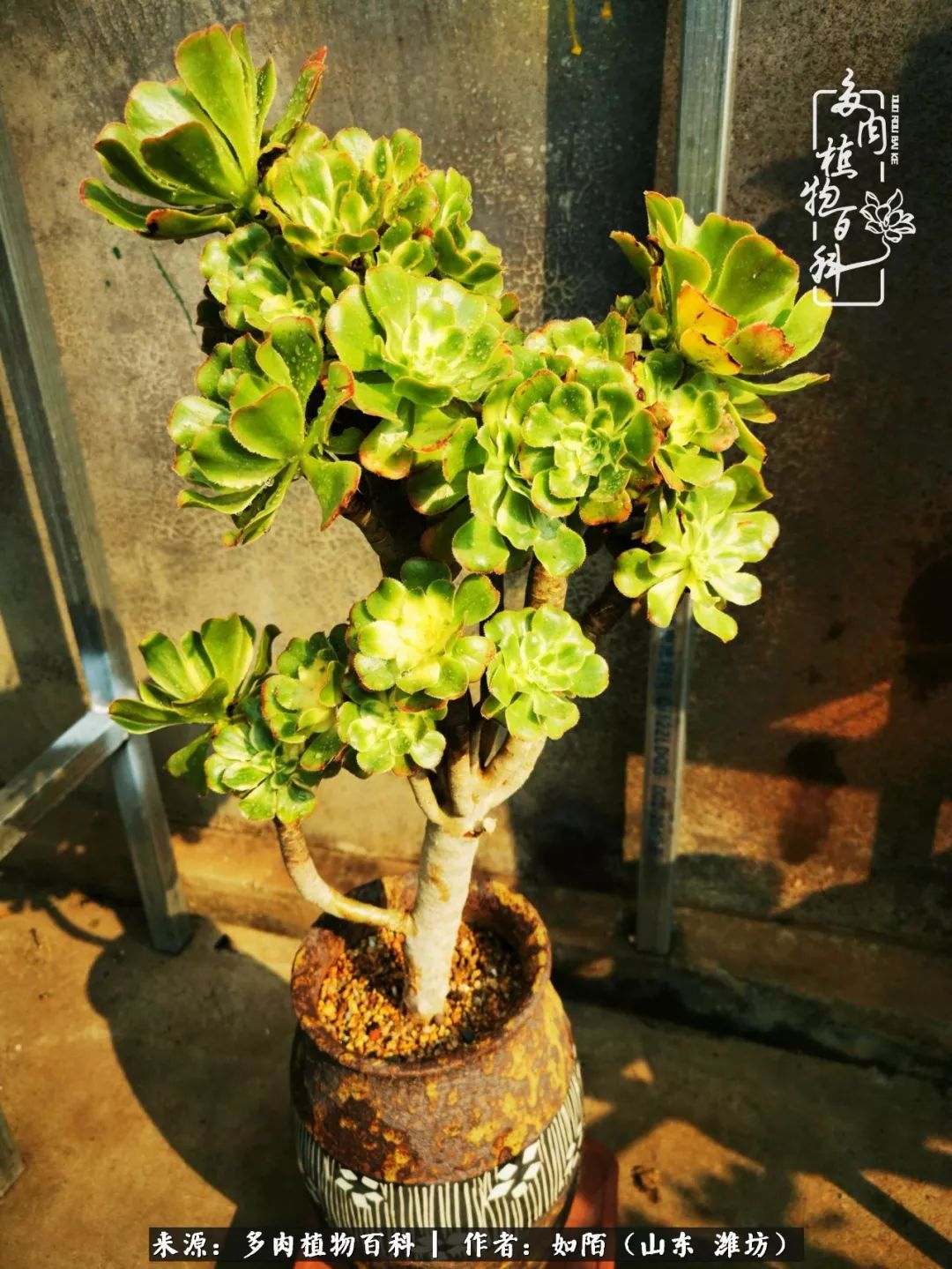 凤凰涅槃,浴火重生!多肉法师圣斗士们的秋天!(附养护经验)