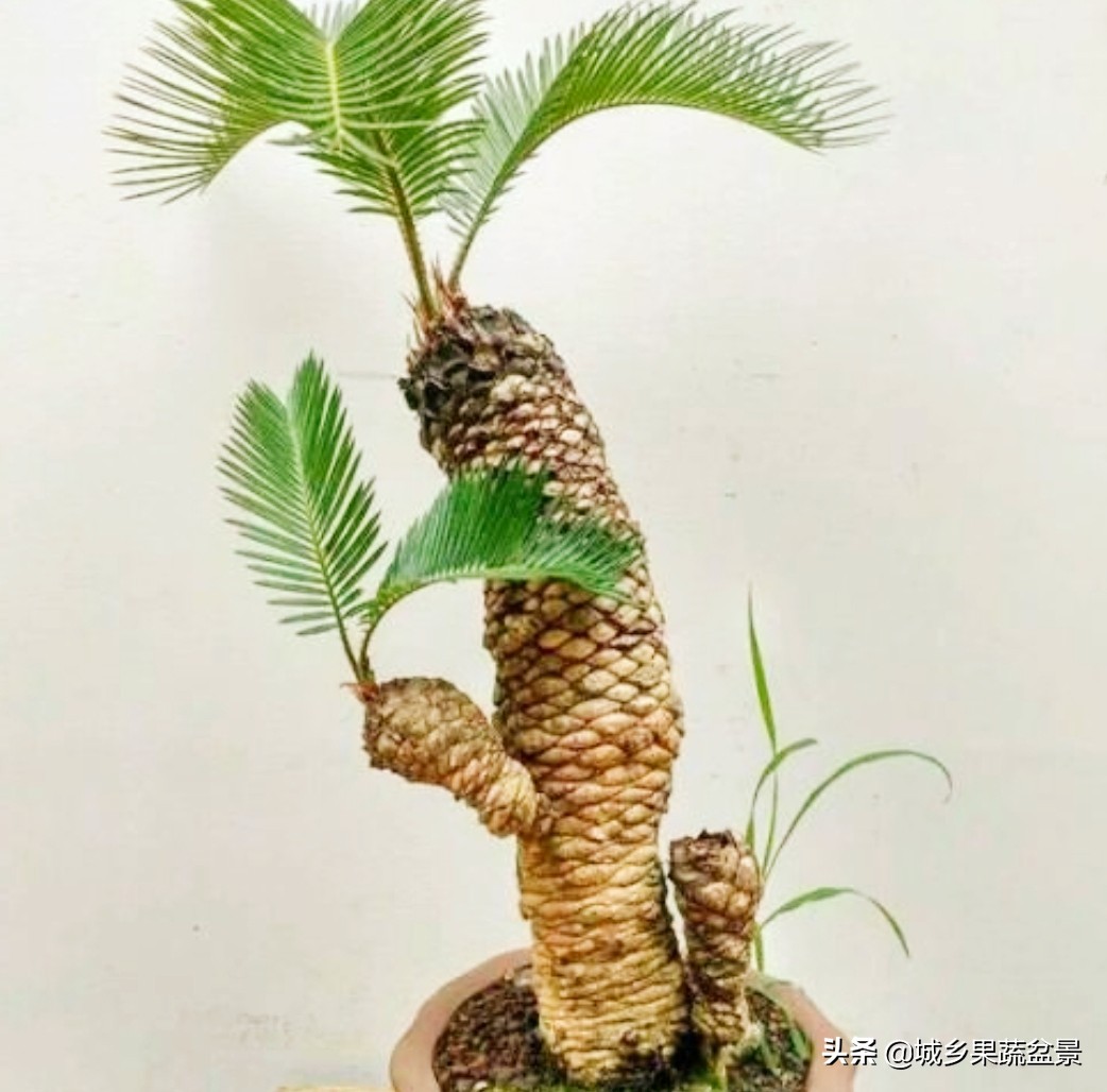 铁树盆景养殖技巧,铁树盆景制作全过程