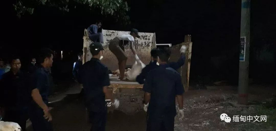 一晚毒杀19条狗狗,毒杀大批狗狗事件