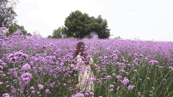 承包你的最美夏天！快来双流这个小普罗旺斯打卡