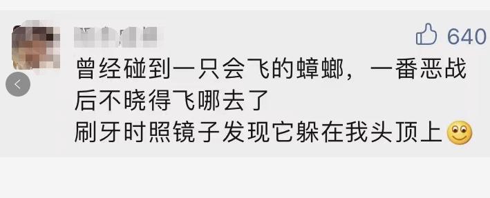 南方蟑螂和北方蟑螂对比恶搞,南方大蟑螂吓哭北方人