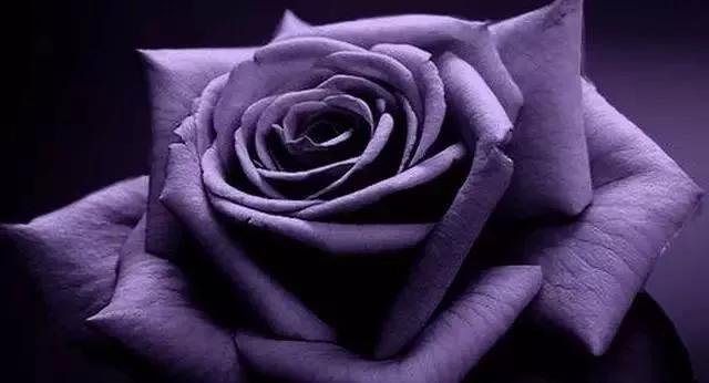 100种玫瑰花品种大全,玫瑰花有哪些品种大全