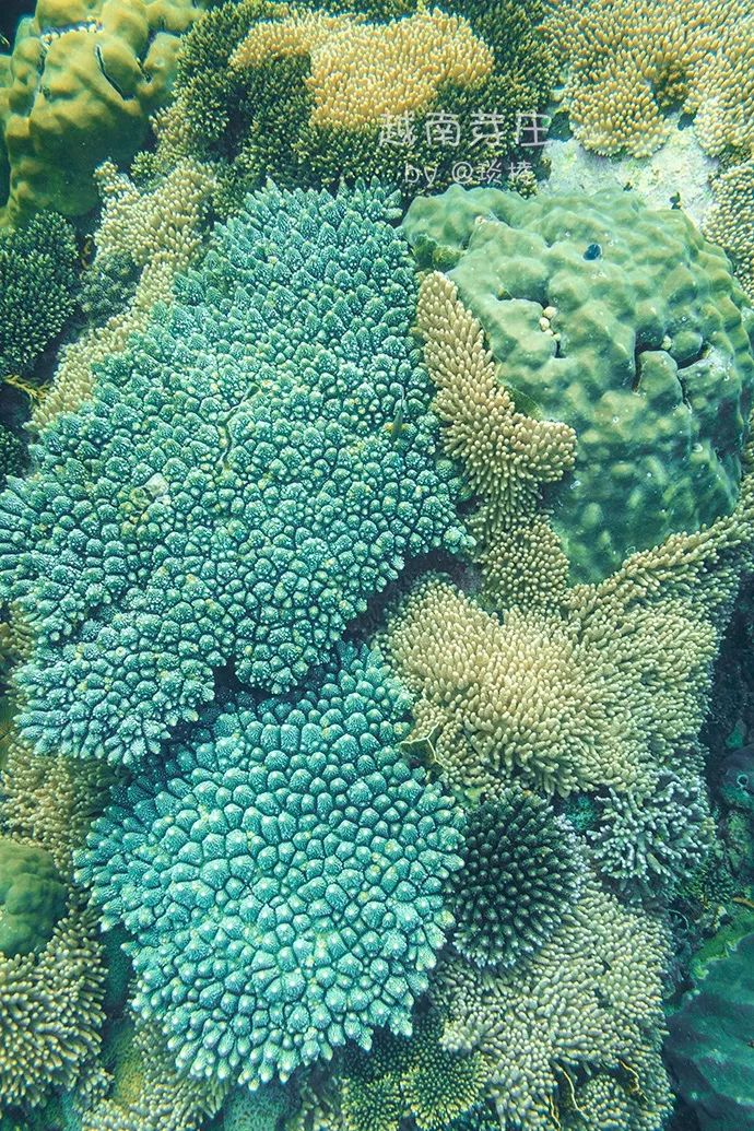 中国可浮潜的海湾,世界最美且可以浮潜十大海滩