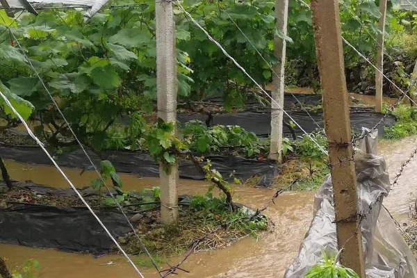 葡萄最怕浇什么水,葡萄快涝死了施肥有效吗
