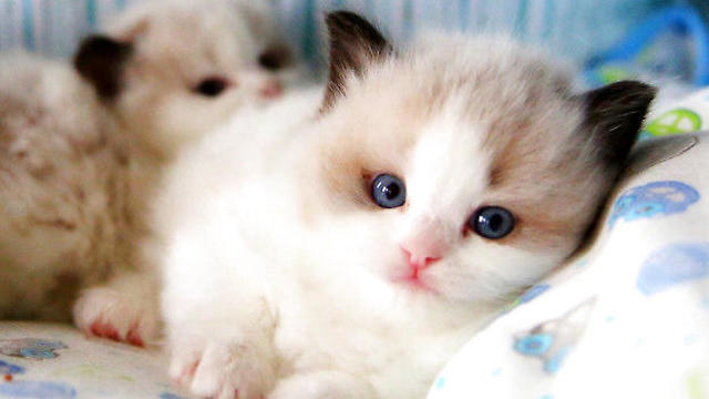 布偶猫新手入手,布偶猫的特征和缺点