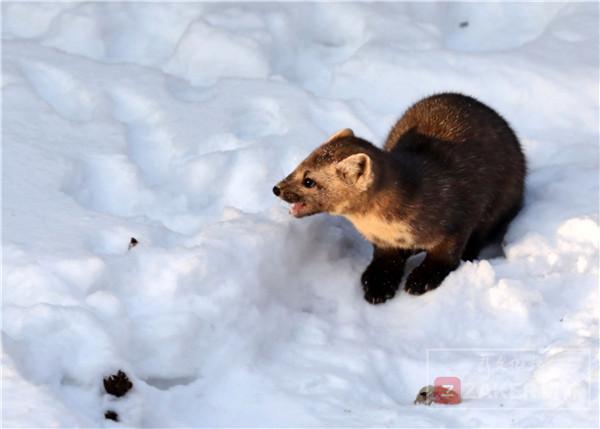 吉林省延边发现紫貂,长白山拍到野生紫貂