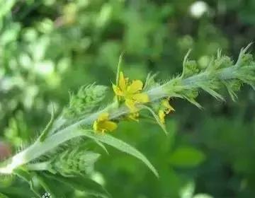 整合——28种青草药,赶快收藏备用!