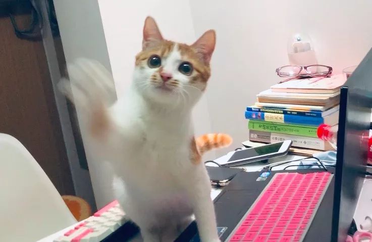 猫咪老是咬人能不能把它牙齿磨平,猫咪爱咬人怎么快速解决