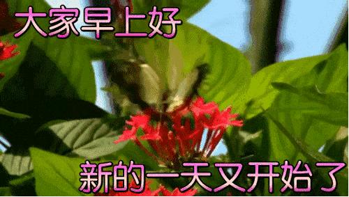 早晨问候早上好暖心句子图片,最新版早上问候动态表情图片大全