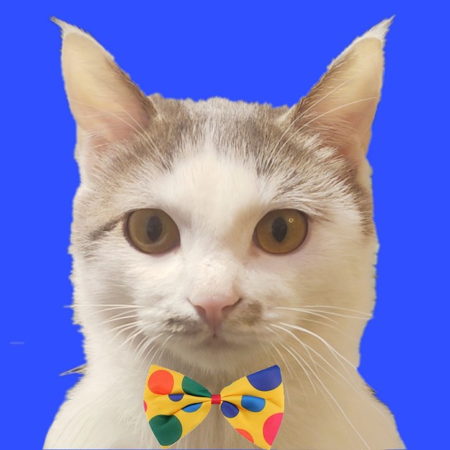 ps基础教程新手入门证件照排版,ps入门教程证件照零基础