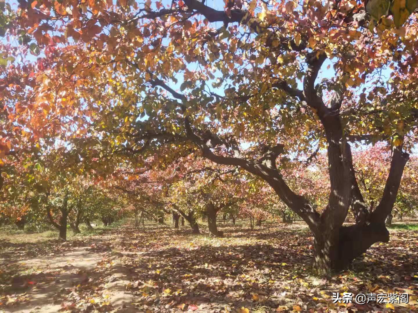红楼梦给秦可卿开的药方的含义,红楼梦薛宝钗劝贾宝玉饮热酒
