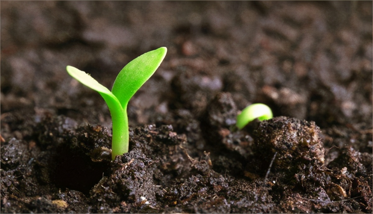 人类小蝌蚪怎么发育出来的,人类小蝌蚪是从哪儿来的