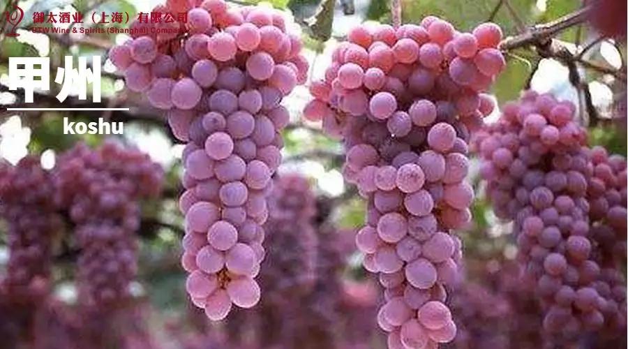 世界葡萄品种最甜十大排名榜,世界十大葡萄酒葡萄品种介绍