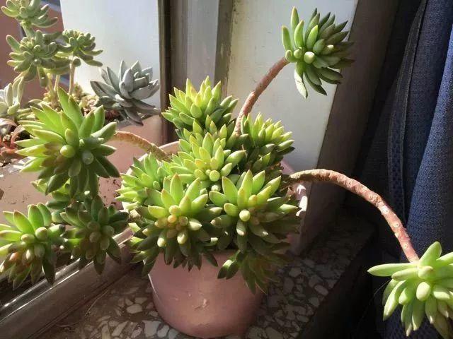 烂根的多肉可以用什么药,烂根的植物要挖出来吹干么