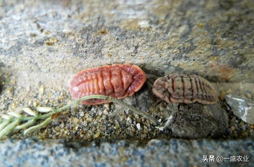 草履蚧有什么作用,草履蚧怎么防治彻底