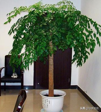 养幸福树用硬塑料盆可以吗,养幸福树需要湿度吗