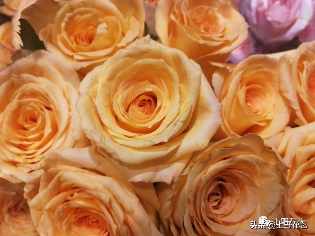 假日公主玫瑰花束,100种玫瑰之歌视频