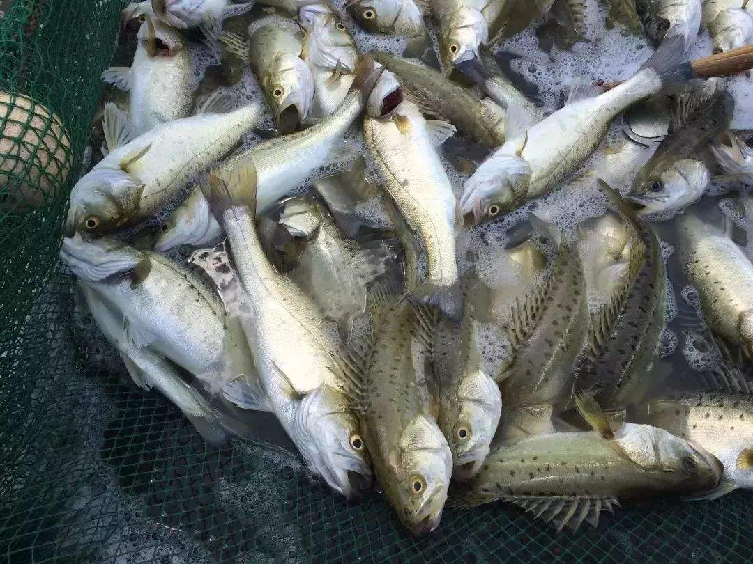 养鱼怎么增加存活率,科学养鱼的正确方法和思路