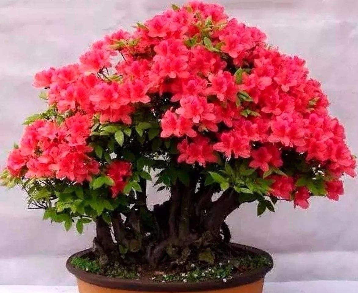 养杜鹃花的妙招,养杜鹃花的知识与技巧简单