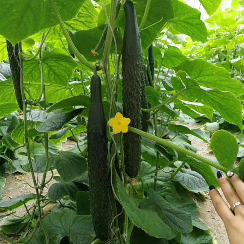 耐热耐寒抗病强的黄瓜种,抗病性好的黄瓜