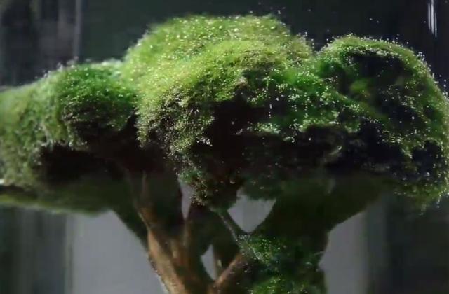 莫斯树到底好不好,莫斯树是什么