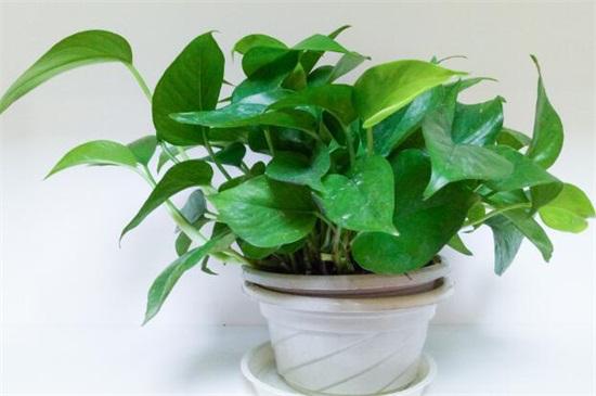 绿萝怎么养才能更旺盛生活小技巧,绿萝养护方法大全和注意事项