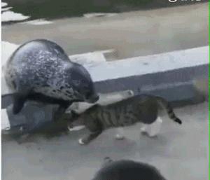 你根本不知道，养只猫有多幸福！