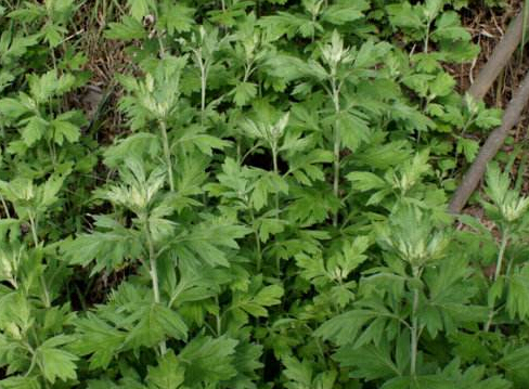 驱逐螨虫，艾草来帮忙。