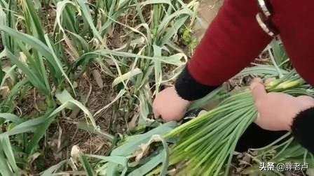 蒜薹坐了过山车,10天从5元跌到4毛,农民蹲地头直犯愁,菜贱伤农