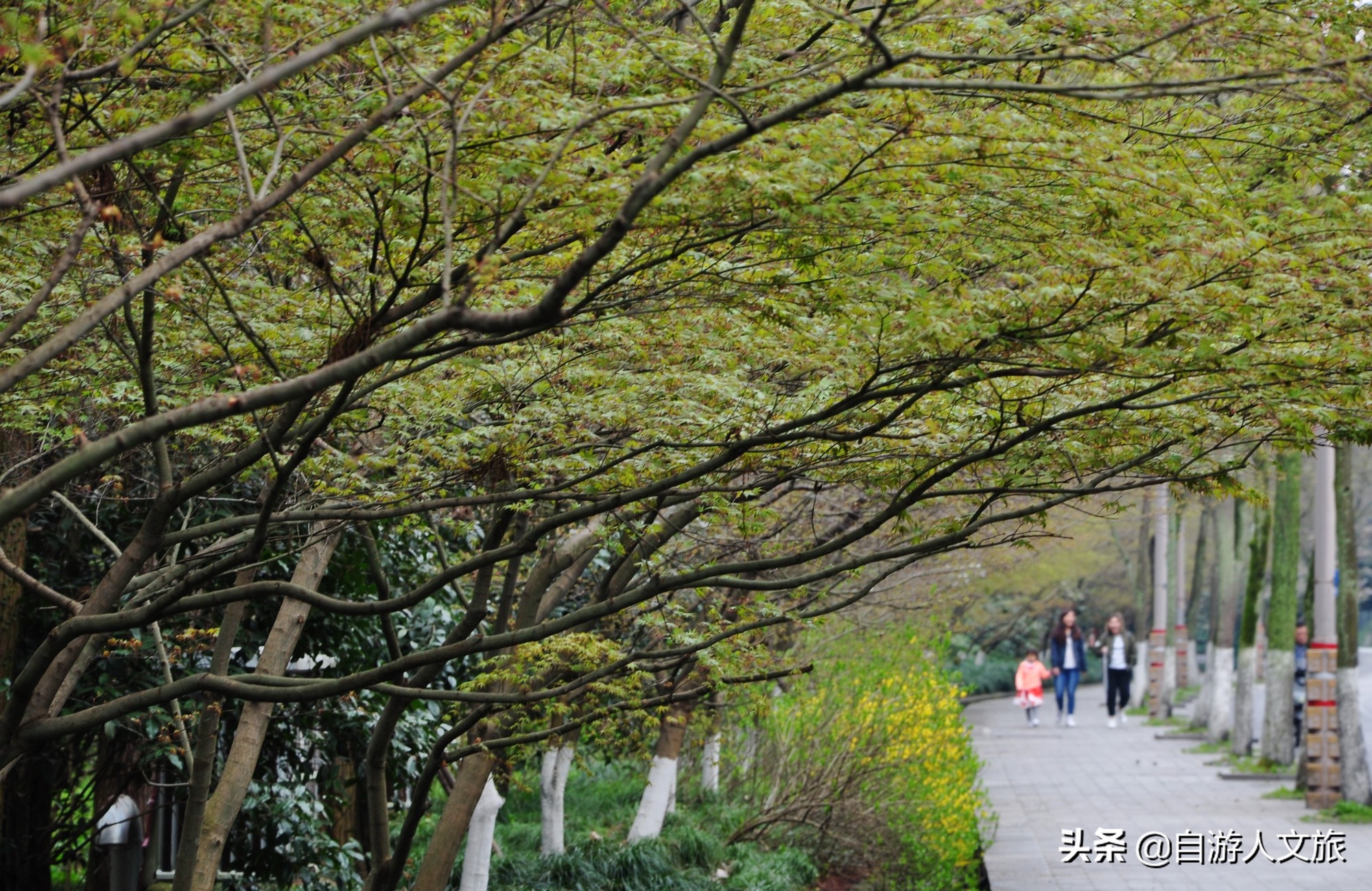 环西湖群山徒步毅行,行走西湖古诗词