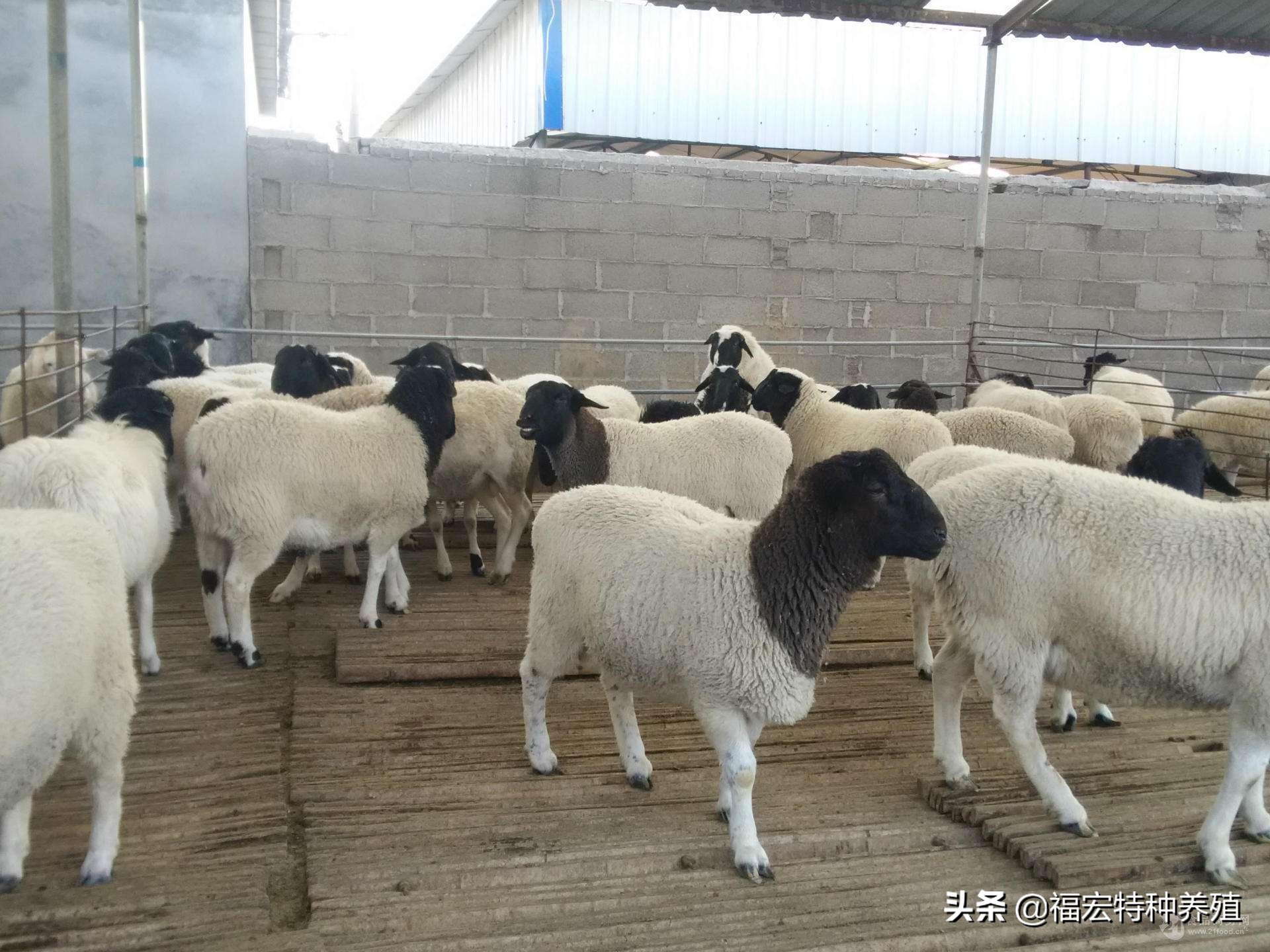 十个养羊为什么九个赔,十个养羊九个亏的意思