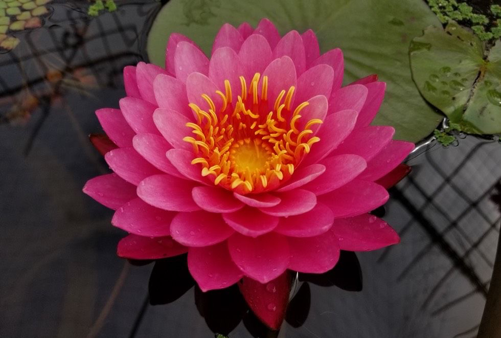 怎样把碗莲养成亭亭玉立的样子,想要把碗莲养开花应该怎么去培养