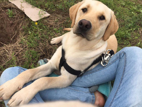 拉布拉多养狗注意事项和禁忌,拉布拉多幼犬不建议散养