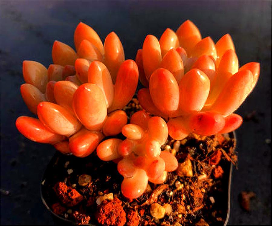 多肉四大美人图片,多肉四大美人长什么样子