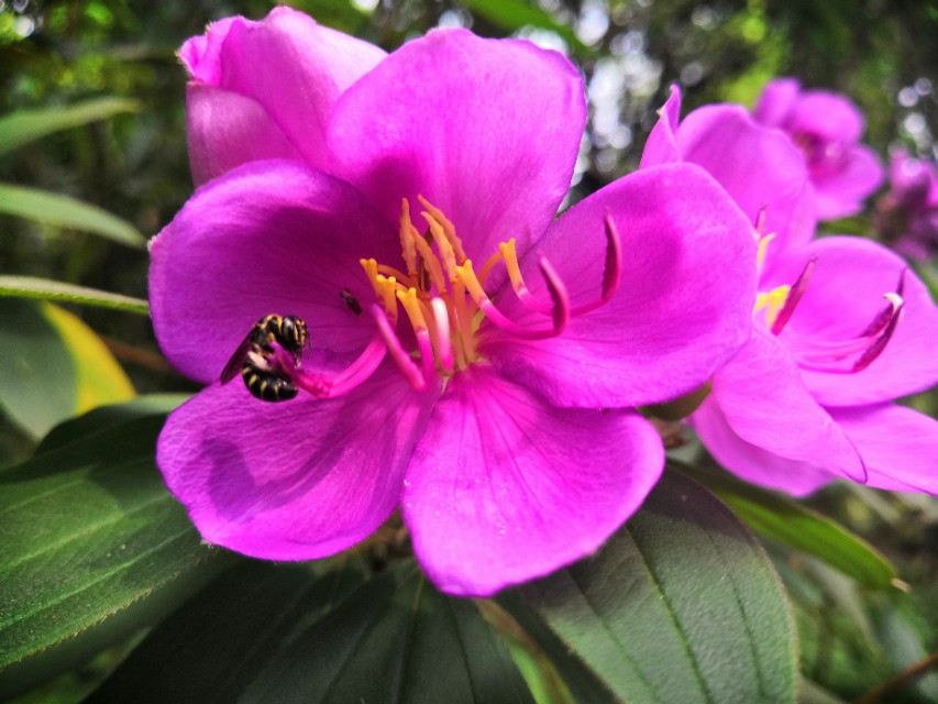 #唤醒好*光春**#​花海里的小蜜蜂，只有勤劳和不懈努力才会有成功